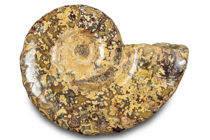 Jurassic Ammonite (Euaspidoceras) Fossil - Madagascar #283377
